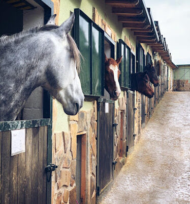 Hipica Pura Doma Clases de equitacion en Madrid