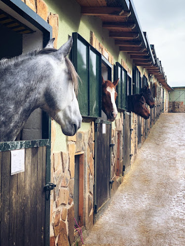 Hipica Pura Doma Clases de equitacion en Madrid