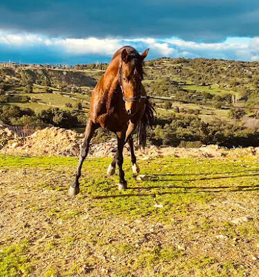 CENTRO ECUESTRE AP SPORT HORSES