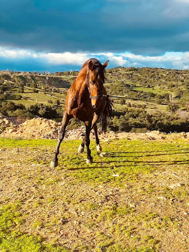 CENTRO ECUESTRE AP SPORT HORSES