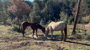 Can Xapi Tordera club Hipic