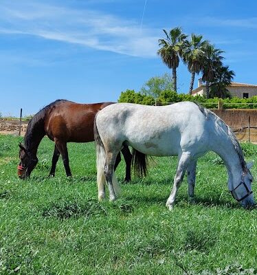Freya Equestrian Center