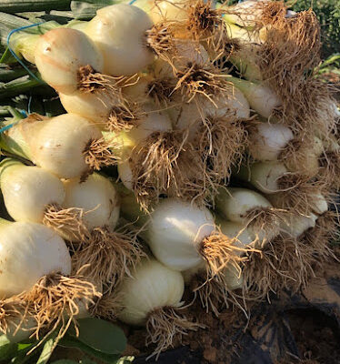 Sanchez Vazquez C A R