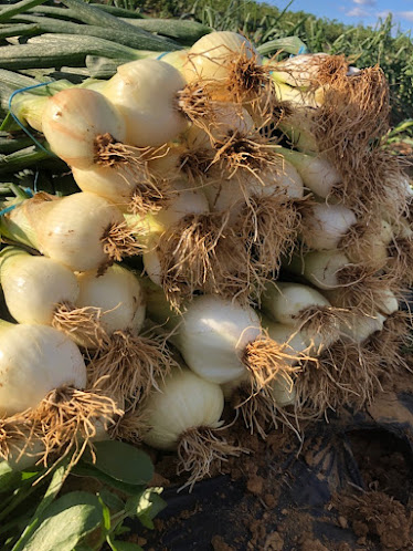 Sanchez Vazquez C A R