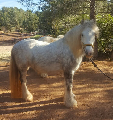 Cuadras Can Brisia cria y venta Gypsy Vanner horses
