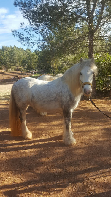 Cuadras Can Brisia cria y venta Gypsy Vanner horses