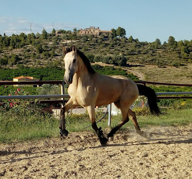 Centro Ecuestre Jesus Verdia