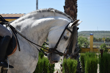 Escuela de Equitacion Los Llanos