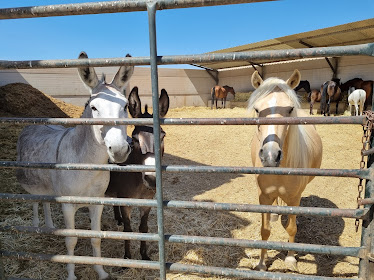 Cortijo Villa Rocio – Centro Ecuestre Pura Pasion