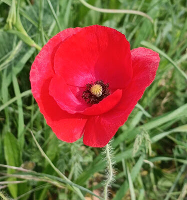 Camino a Biki Blasko