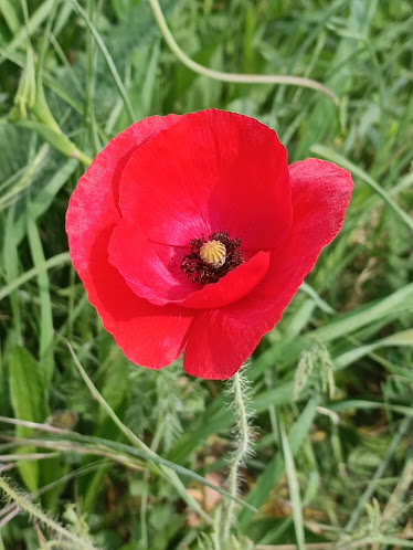 Camino a Biki Blasko