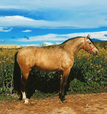 Casas Sporthorses SL