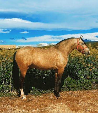 Casas Sporthorses SL