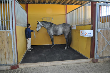 INGEQUUS Instalaciones Hipicas