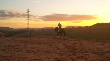 andalusian horse dream