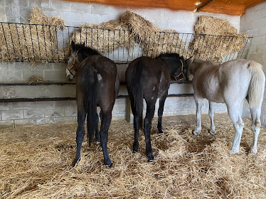 Caballos Paraje El Real