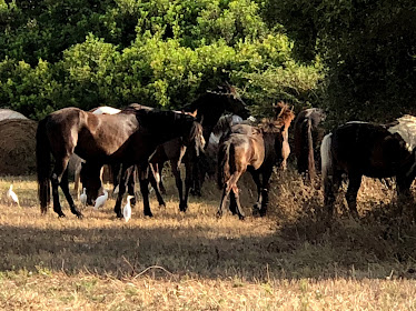 Son Bou Rutas a Caballo – Menorca