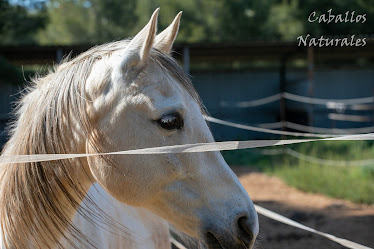 Centro de Equitacion Caballos Naturales