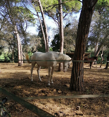 Centre equestre jm caballero