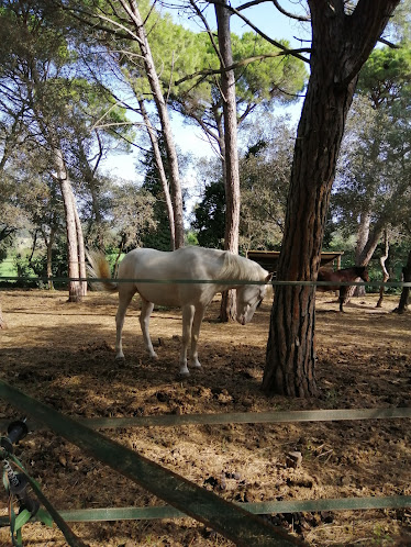 Centre equestre jm caballero