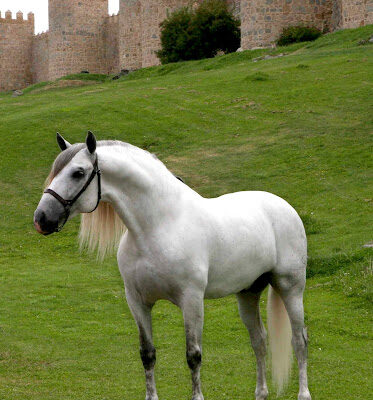 YEGUADA PAREDES ALCON