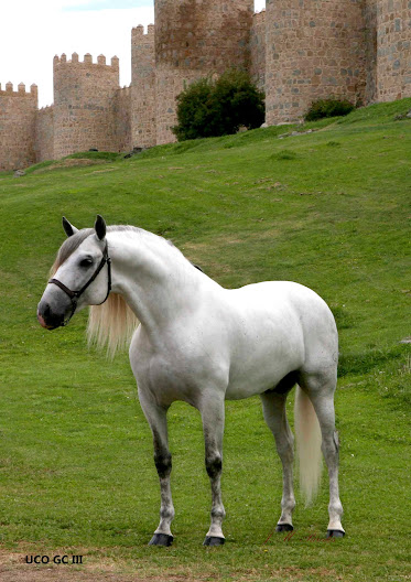 YEGUADA PAREDES ALCON