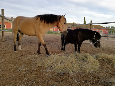 Hipica Alcoletge Lleida