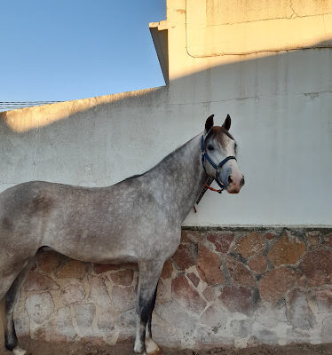 Picadero Los Cortijos