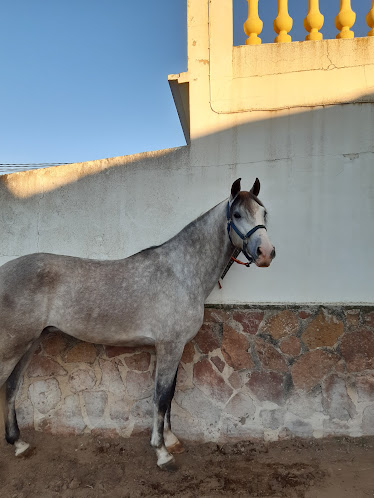 Picadero Los Cortijos