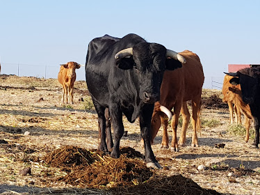 HACIENDA ALTA ESCUELA