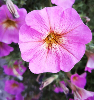 EQUESTRIAN CENTER 2002 S L