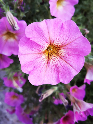 EQUESTRIAN CENTER 2002 S L