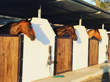 Veronica Winsents Dressage