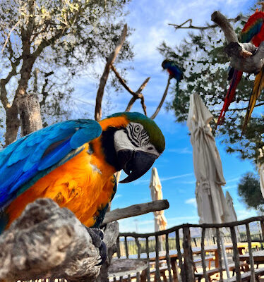 Rancho Grande Mallorca