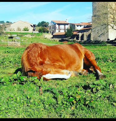 Rutas a caballo y paseos en pony Allende