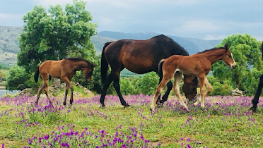 Cerrada De Garay Hipica Pinilla De Buitrago