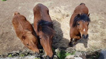 Centro Hipico Savvy Tenerife