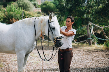 Apartment Horses and Nature