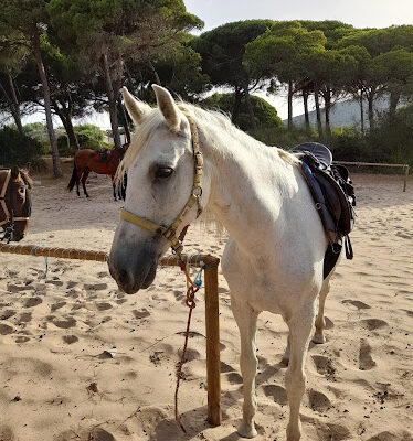 Los Alamos Riding Holiday