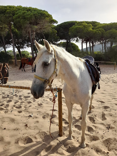 Los Alamos Riding Holiday