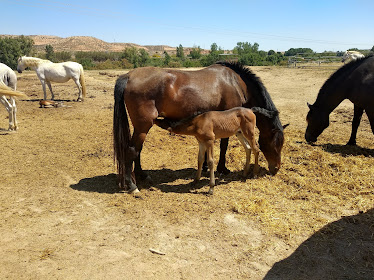 Yeguada San Antonio