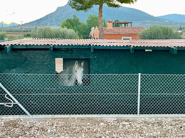 Cortijo Leon Partida los Palaos 22