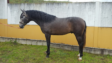 Yeguada Hnos VargasSilva