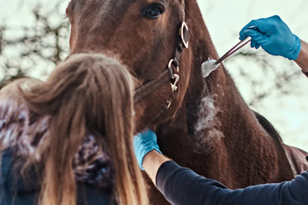 Primeros auxilios en hípicas: cómo actuar ante lesiones o accidentes