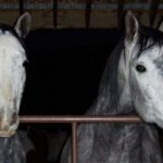 Pura Raza Español vs. Lusitano