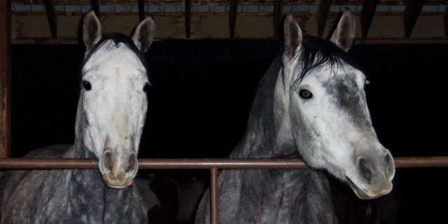 Pura Raza Español vs. Lusitano